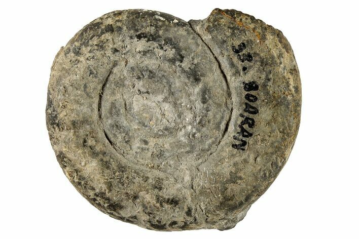 Bargain Amaltheus Ammonite Specimen - France #190069